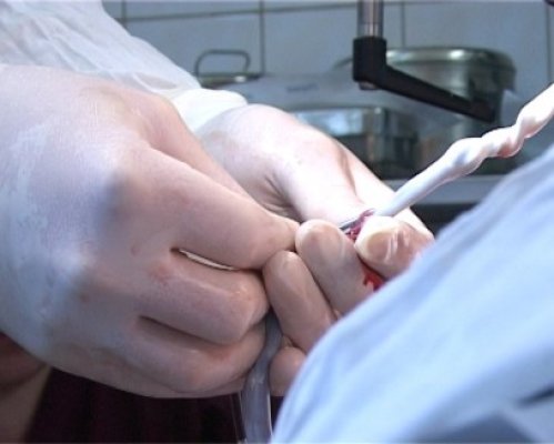Criterii stricte pentru unităţile care folosesc celule stem